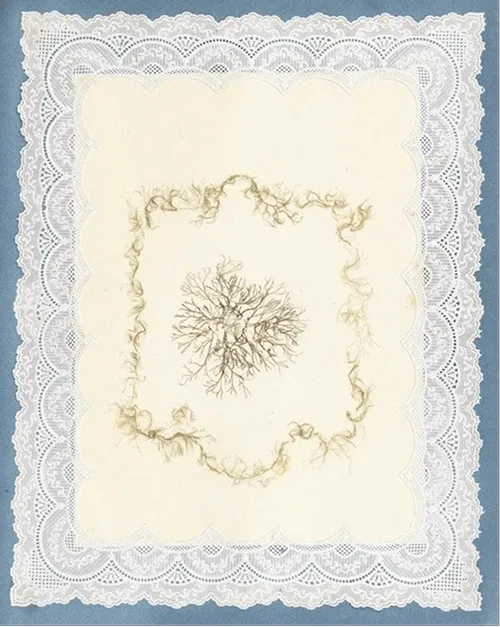 fohno-index